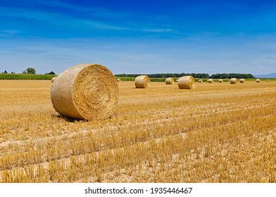 Round bales of straw rolled up on field against blue sky, autumnal harvest scenery - Powered by Shutterstock