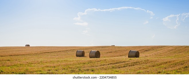 Round Bales Of Straw Rolled Up On Field Against Blue Sky, Cloudy Autumnal Harvest Scenery.Bales Of Hay In A Farm Field.Nice Evening.Banner,advertisement.