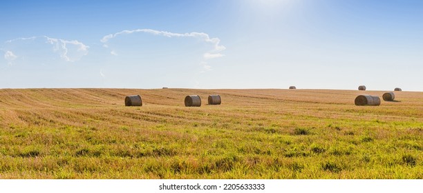 Round Bales Of Straw Rolled Up On Field Against Blue Sky, Cloudy Autumnal Harvest Scenery.Bales Of Hay In A Farm Field.Nice Evening.Banner,advertisement.