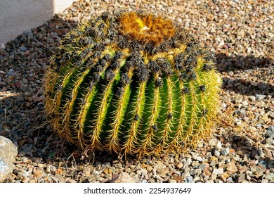 Round barrel cactus with bulging spikes and green and yellow texture with visible flower atop desert plant in sun. Late afternoon with some shadows in a yard with house exterior nearby. - Shutterstock ID 2254937649