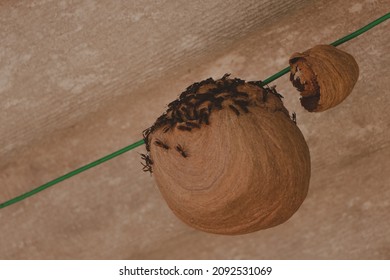 Round Bee Hive With A Swarm