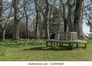 Round bench made of wood typically located around a tree on some grass in the woods with daffodils