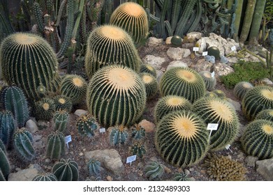 Round Cacti Growing In A Greenhouse