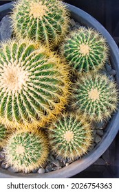 Round Cacti Planted In A Circle Top View