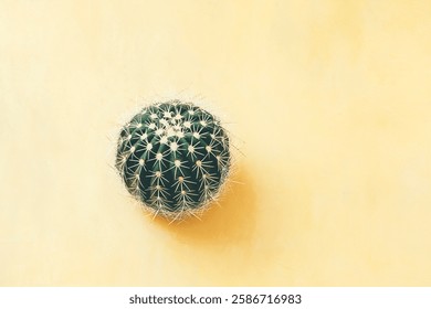 A round cactus with sharp spines, set against a vibrant yellow background