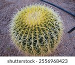 A round cactus with vibrant yellow spines grows in a sandy desert environment. This unique plant showcases its adaptation to the arid landscape under bright sunlight.