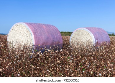 Round Cotton Bale In A Field