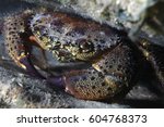 Round crab (Xantho poressa) underwater in the Mediterranean Sea 