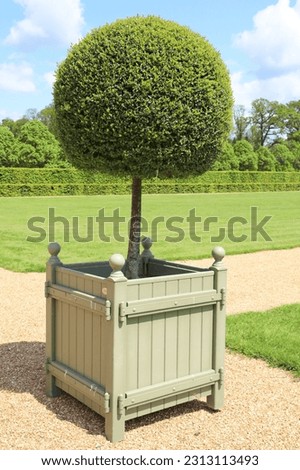 Round cut buxus tree in sunny May