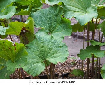 Round and cute butterbur leaf