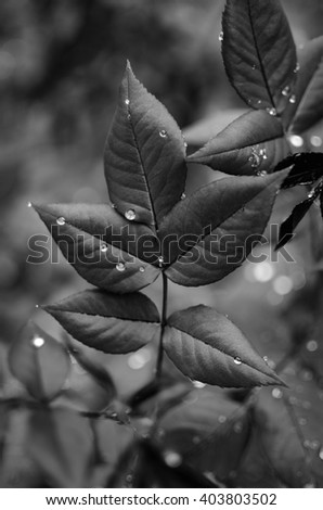 Similar – Foto Bild Frühling frisch zart Blatt