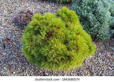 A round evergreen tree/shrub in bright daylight - Shutterstock ID 1843680574