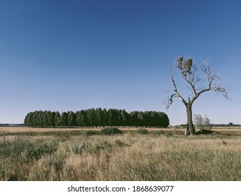 Round forest in the field