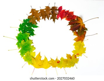Round frame from autumn leaves of maple, oak and grapes isolated on white background. Leaves are arranged in circle from green, yellow to faded brown. Symbols of three autumn months. Fall concept.