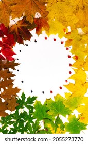 Round frame from green, yellow and faded brown autumn leaves of maple, oak and rowan berries and wild grapes isolated on white background. Symbols of three autumn months. Fall concept. Flat lay.