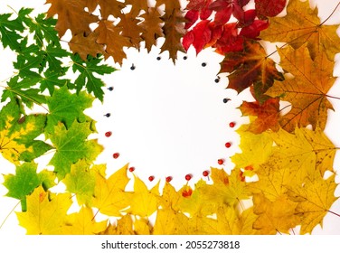 Round frame from green, yellow and faded brown autumn leaves of maple, oak and rowan berries and wild grapes isolated on white background. Symbols of three autumn months. Fall concept. Flat lay.