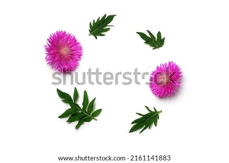 Round frame of purple thistle flowers on a white background. Flat lay