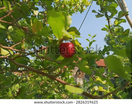 Round fruit that eventually turns red first