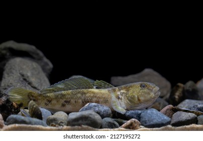 The Round Goby (Neogobius Melanostomus)