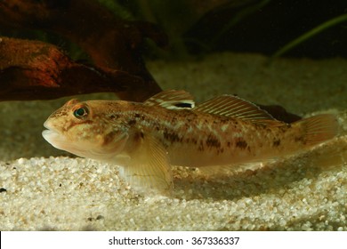  Round Goby, Neogobius Melanostomus In The Aquarium