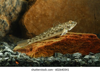 Round Goby, Neogobius Melanostomus Fresh Water Fish