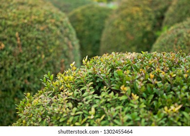 Trimmed Bush