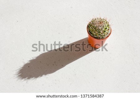 Image, Stock Photo Cactus Casting Shadows on a Colorful Wall