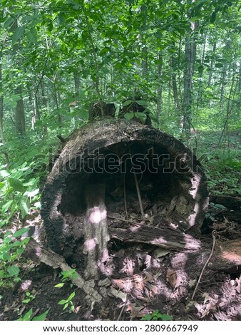 Round hallow fallen tree in forest