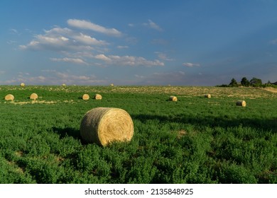 Round Hay Bail in a Field