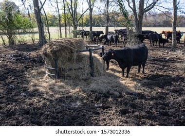 Cow Feeder Images Stock Photos Vectors Shutterstock