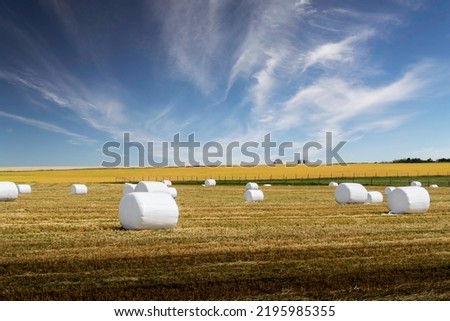 Round hay bales wrapped in white plastic for haylage fermentation on the Canadian prairies in Kneehill County Alberta Canada.