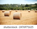 Round haystacks of wheat on the field in Europe. Wrapped round hay bales on the field after harvest.