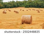 Round haystacks of wheat on the field in Europe. Wrapped round hay bales on the field after harvest.