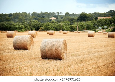 Round haystacks of wheat on the field in Europe. Wrapped round hay bales on the field after harvest. - Powered by Shutterstock