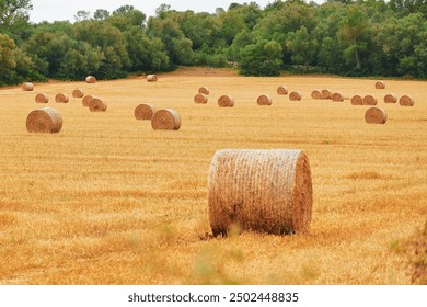 Round haystacks of wheat on the field in Europe. Wrapped round hay bales on the field after harvest. - Powered by Shutterstock