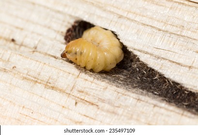 Carolina pine sawyer Images, Stock Photos & Vectors | Shutterstock