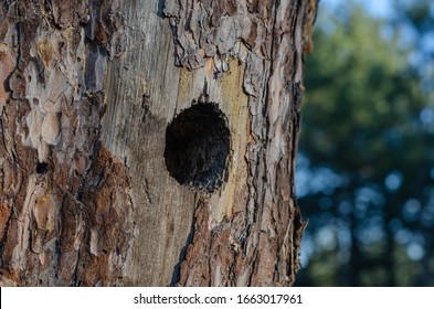 Round Hollow In The Trunk Of A Pine Tree. Detailed View Of The Dwelling Of Forest Birds. Eye Level Shooting. Side View. Selective Focus.