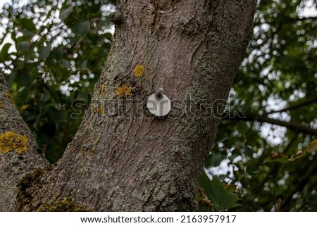 Round Metal Tag On A Tree