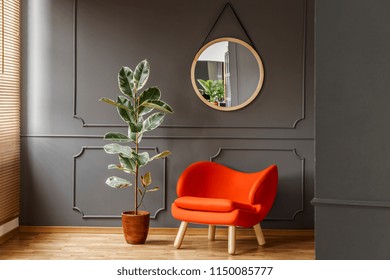 Round Mirror Hanging On The Wall With Molding In Real Photo Of Dark Sitting Room Interior With Orange Armchair And Fresh Potted Plant