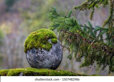 Round natural stone covered with moss. Green spruce branches. Nature background concept. Stone close up. Gardening.