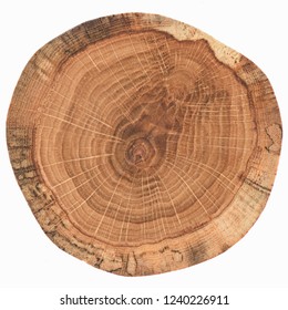 Round oak wood slab with annual rings texture isolated on white background