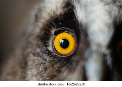 Round orange eye of an owl. Portrait of a bird, close-up. Vigilant attentive bird's eye. Animal world macro. Look straight. Bird of prey with gray feathers.