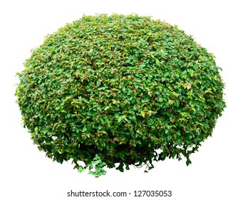 Round Ornamental Bush Isolated On White Background