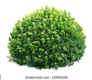 Round Ornamental Bush Isolated On White Background