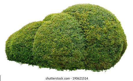 Round Ornamental Bush Isolated On White Background