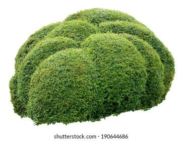 Round Ornamental Bush Isolated On White Background