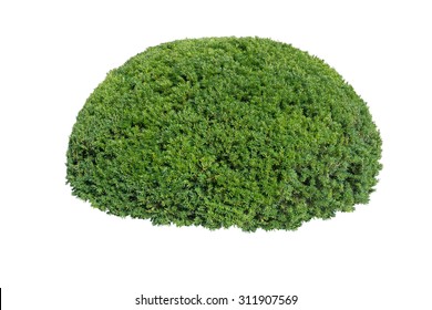 Round Ornamental Bush Isolated On White Background