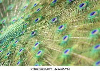 Round Pattern In Peacock Feathers Close Up