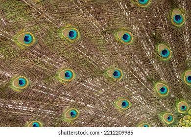 Round Pattern In Peacock Feathers Close Up