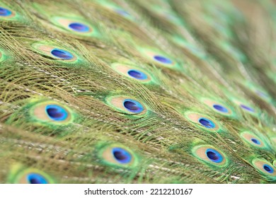 Round Pattern In Peacock Feathers Close Up